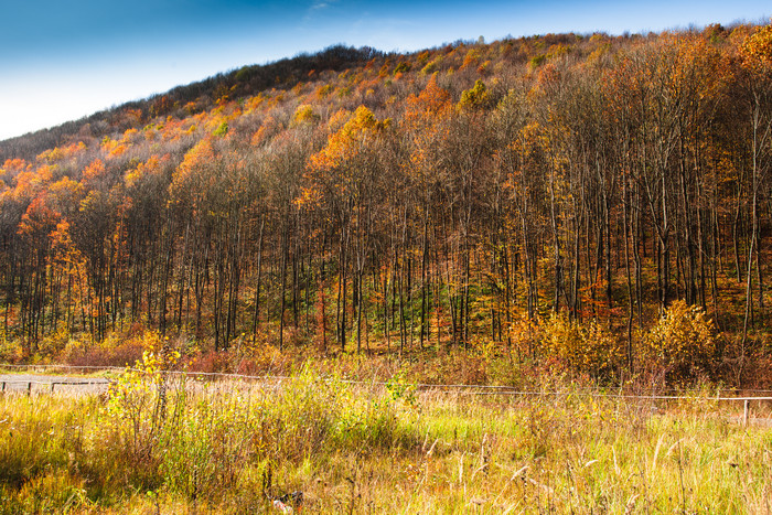秋天山上的树木摄影图