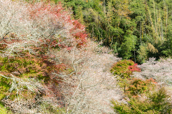 清新秋天山上的花摄影图