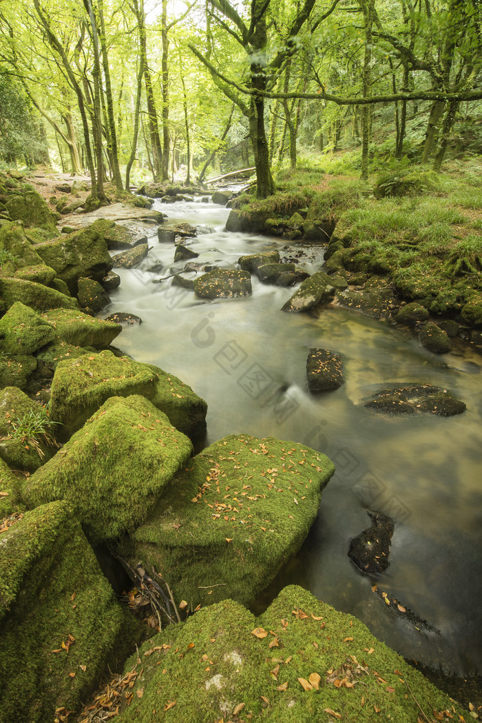 绿色调林中的水流摄影图