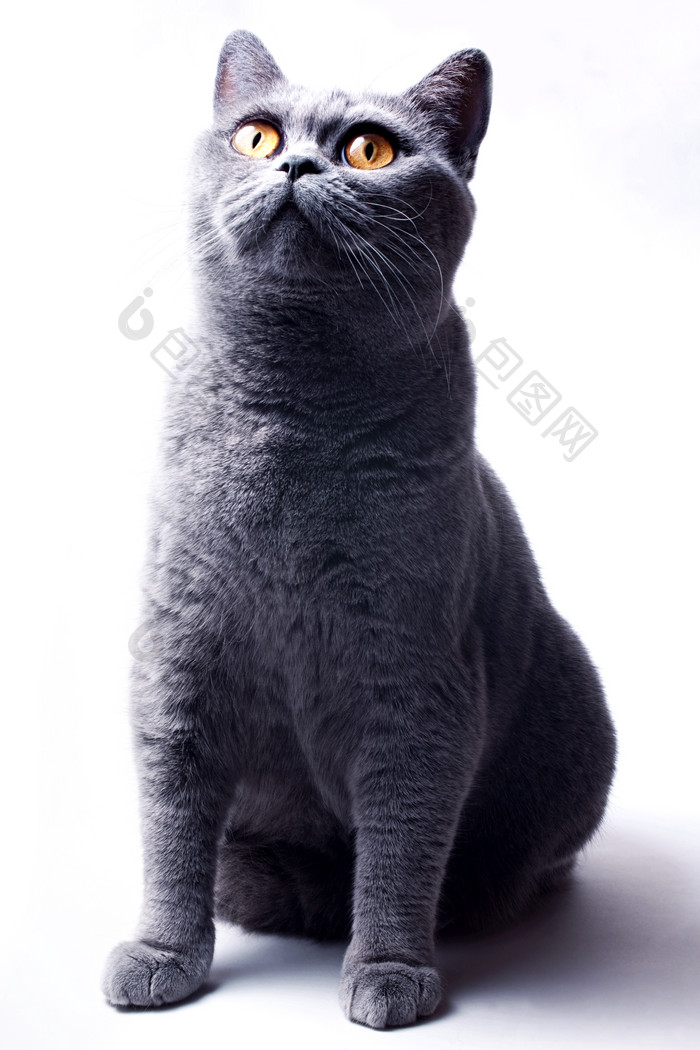 简约灰色短毛猫摄影图