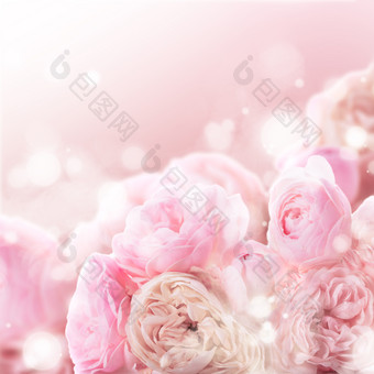 粉色玫瑰花鲜花花朵