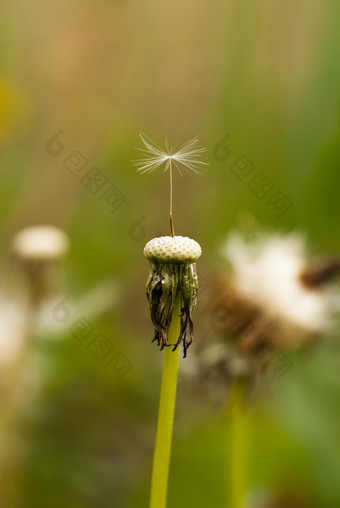 蒲公英<strong>植物</strong>摄影图