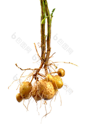 土豆幼苗蔬菜摄影图