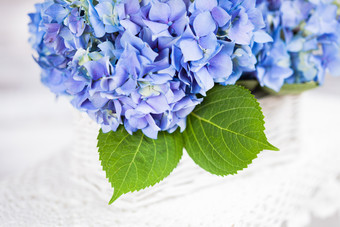 清新漂亮的蓝色花摄影图