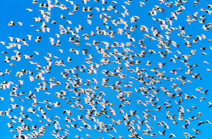 蓝天飞翔的小鸟摄影图