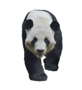 走路的大熊猫