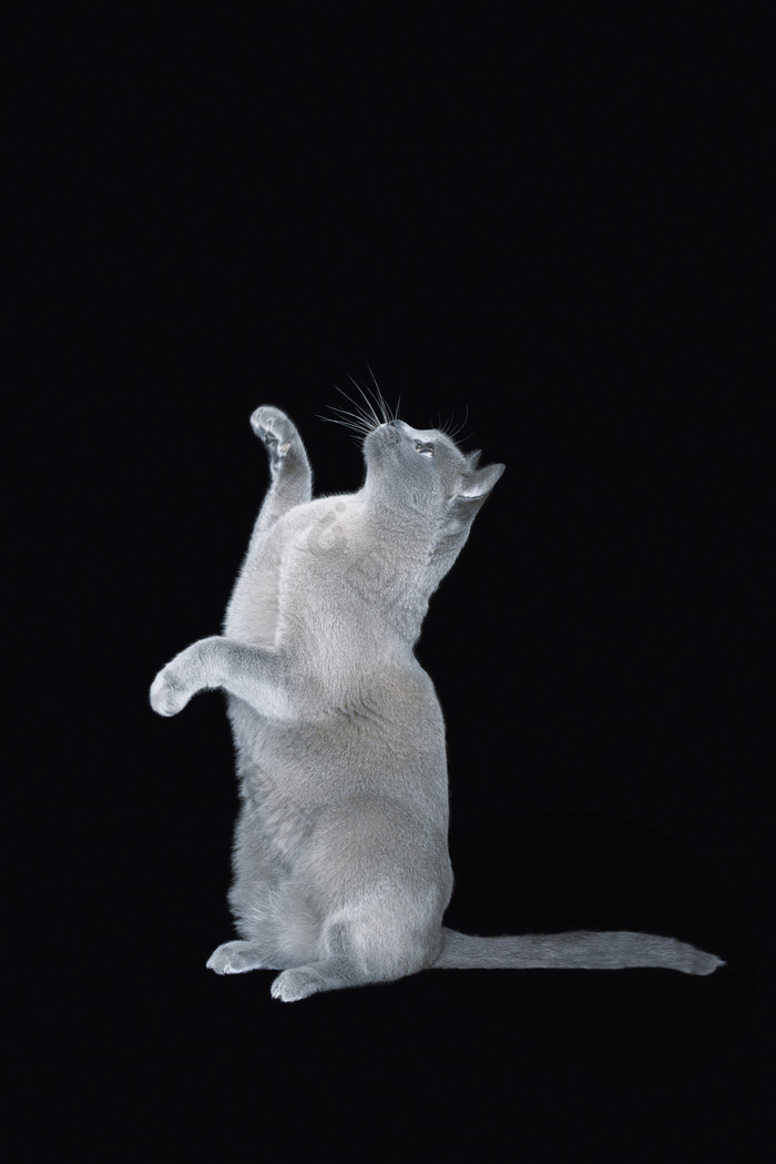 白色小猫动物摄影图