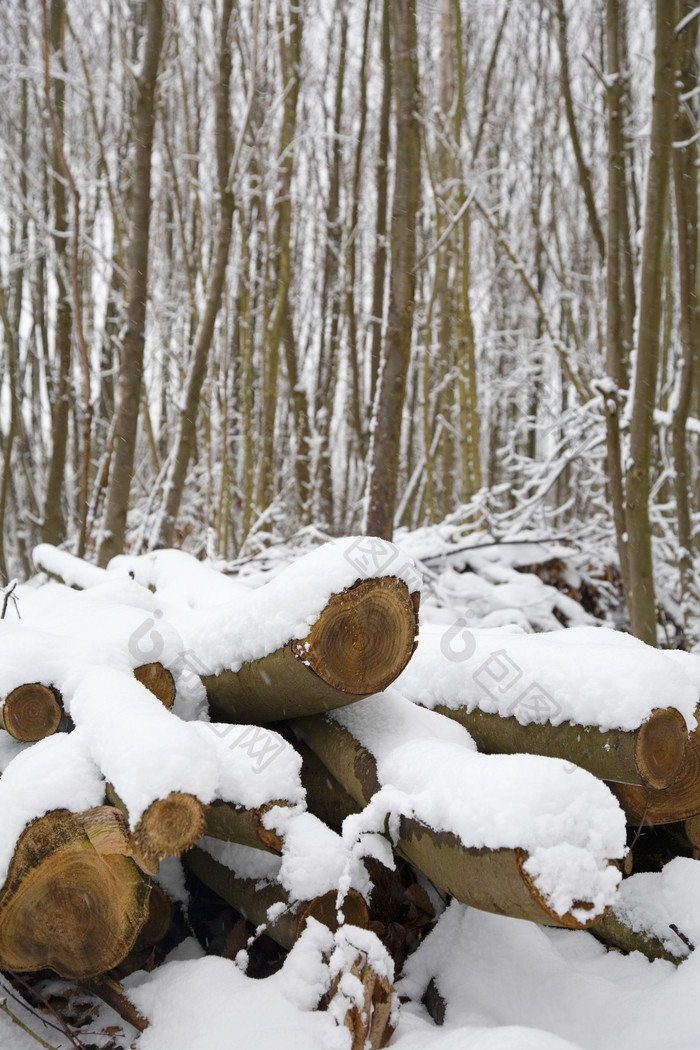 冬季积雪覆盖的树桩