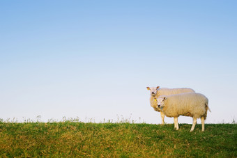 蓝色调草地中的羊摄影图