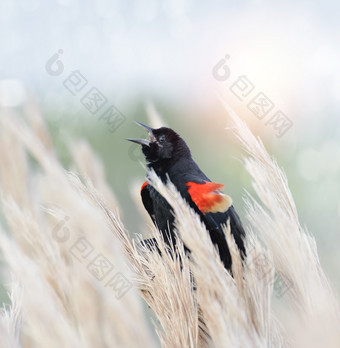 荒草中的红翼黑鸟