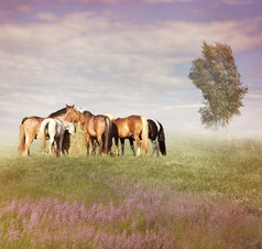 草地放牧的马匹摄影图
