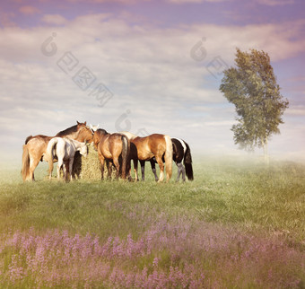 草地放牧的马匹摄影图