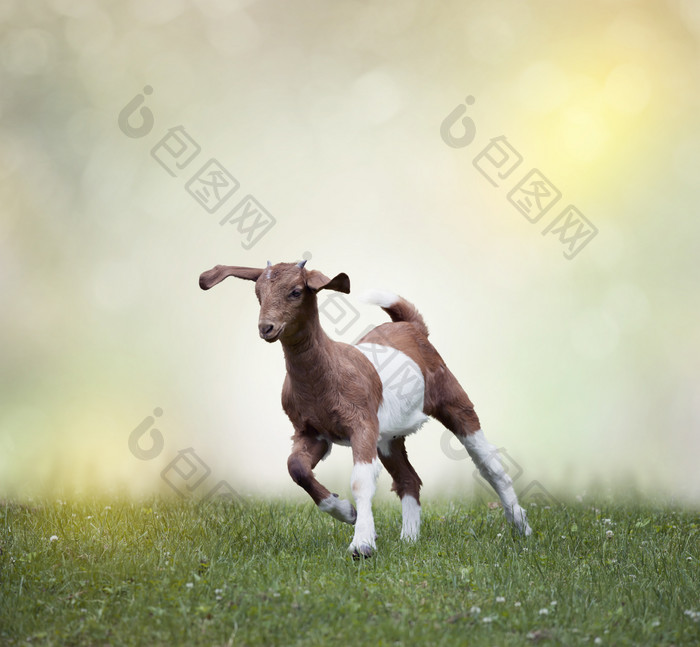 草地奔跑的波尔山羊