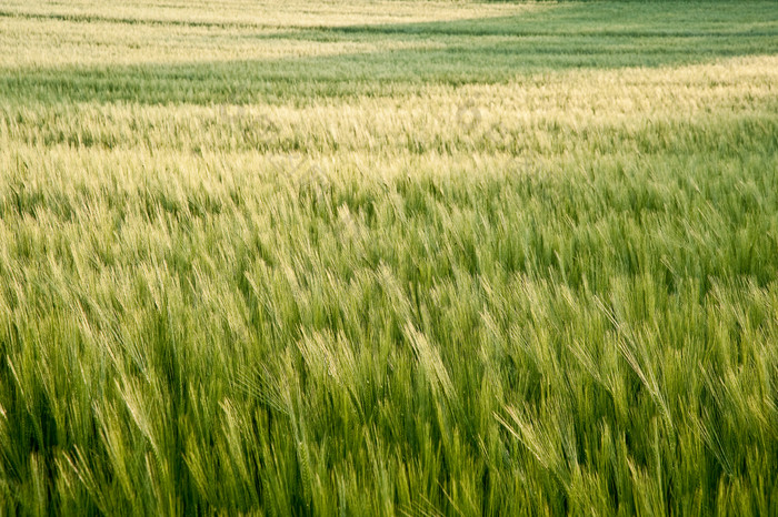 麦田绿色麦子摄影图