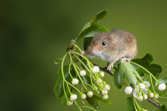 绿色花枝上的小老鼠