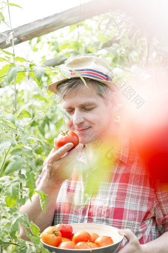 清新风格摘柿子的农民摄影图
