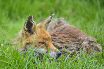 草地上睡觉的狐狸