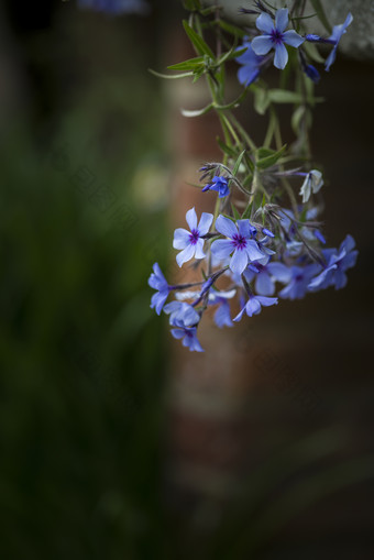 蓝色小花花枝植物