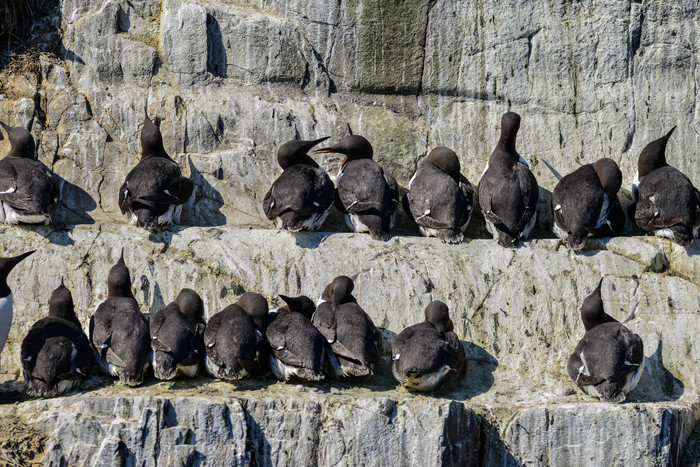 站在石阶上栖息的黑色鸟群