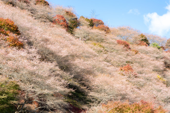 清新满山的花摄影图