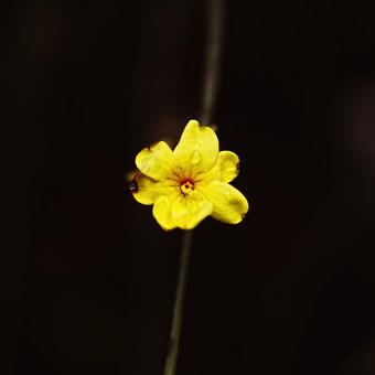 黑色调黄色的小花摄影图