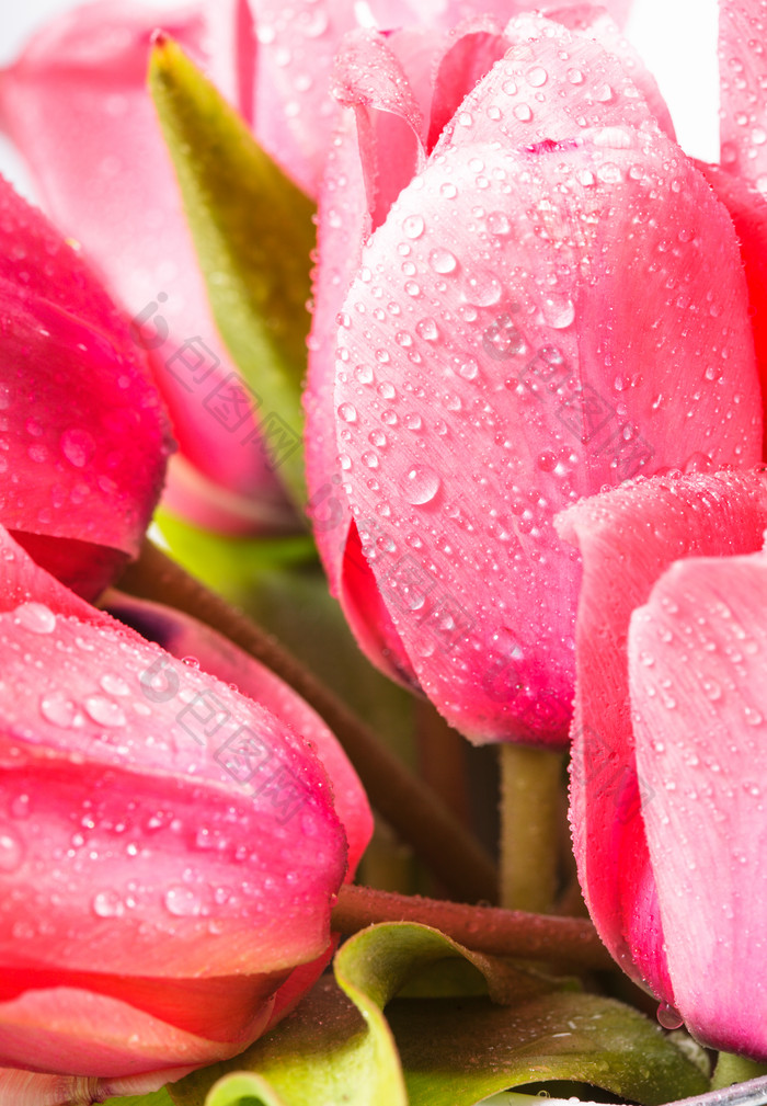 粉色鲜花花瓣上的露水