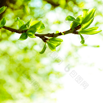 树枝上的嫩芽摄影图