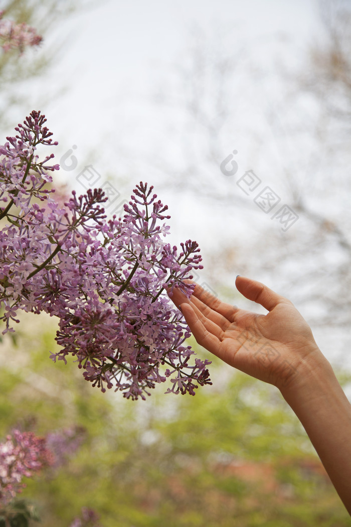 清新枝头紫色花摄影图