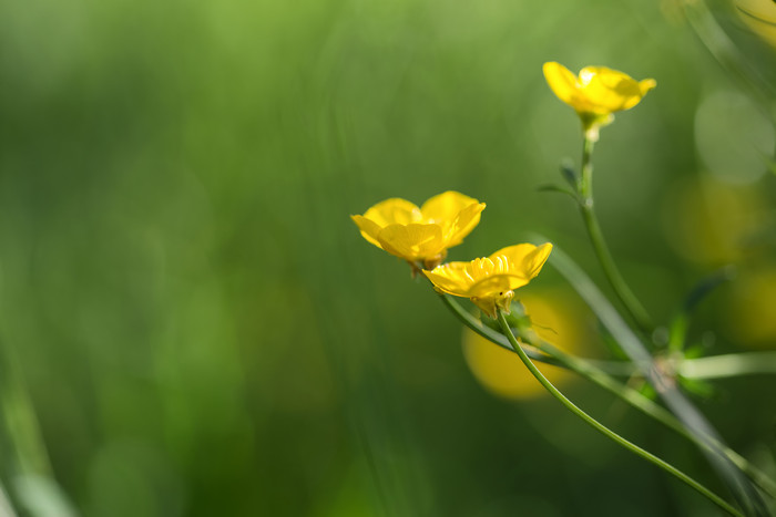 绿色调美丽鲜花摄影图