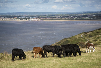 清新水边山坡中的牛群摄影图