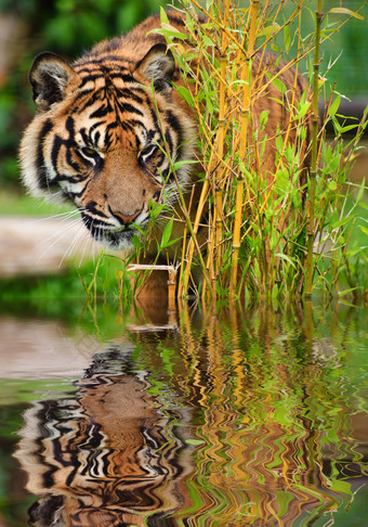 绿色水边的老虎摄影图