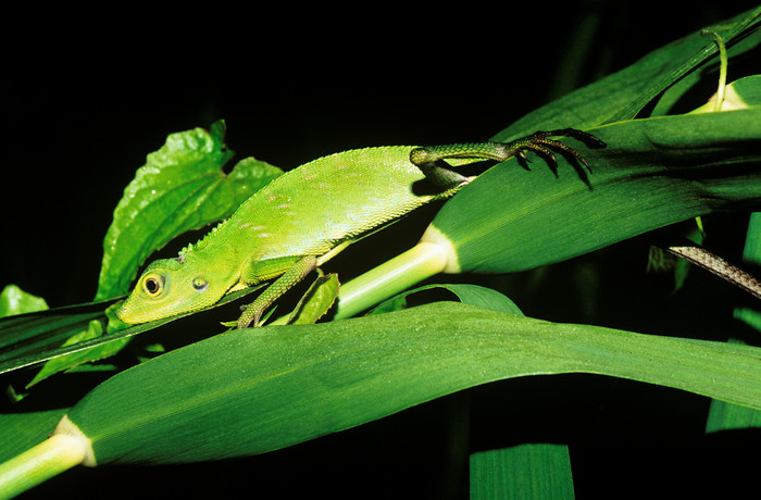 绿叶上的蜥蜴摄影图
