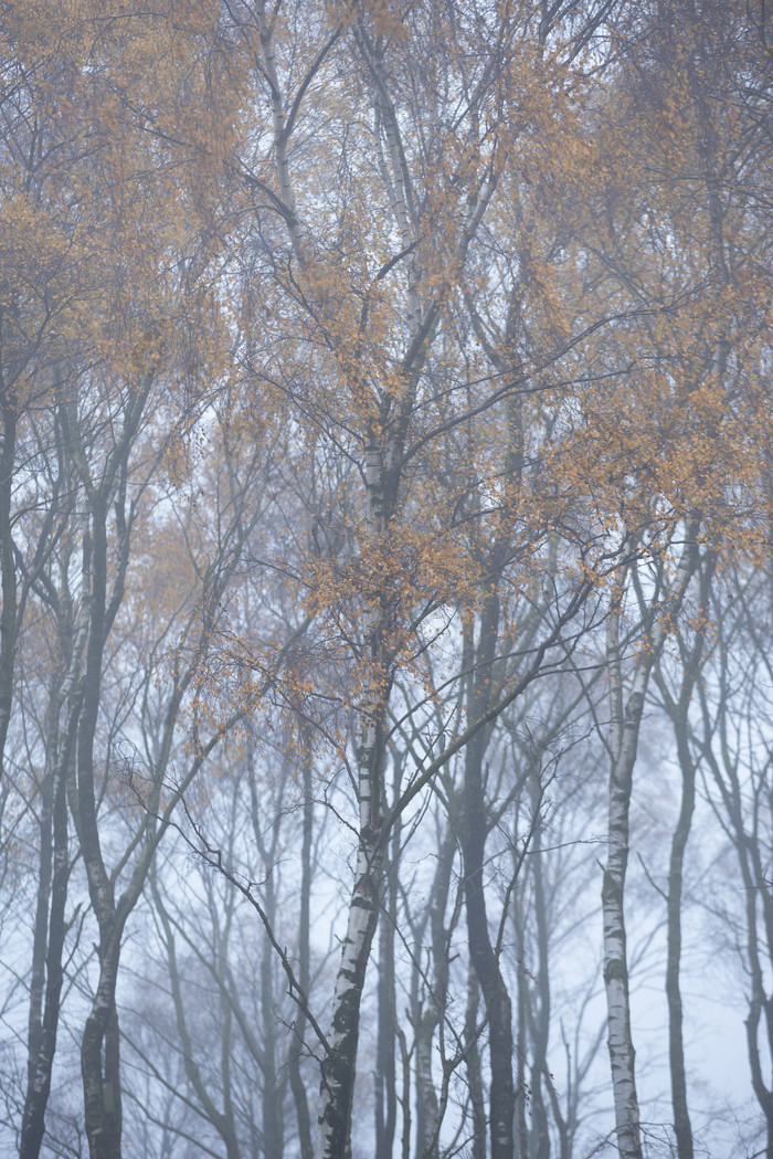 秋季薄雾中森林树木
