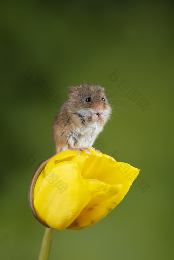 黄色花朵上的小老鼠