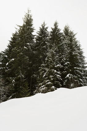 暗色调雪中的树