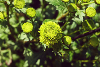 绿色花朵植物摄影图