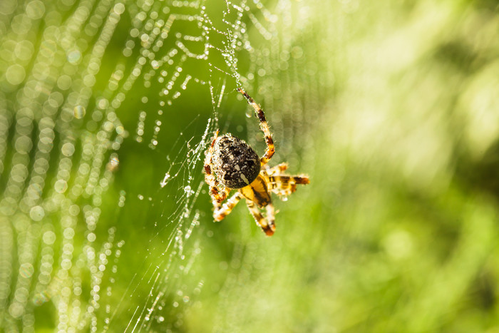 蜘蛛网上的蜘蛛摄影图