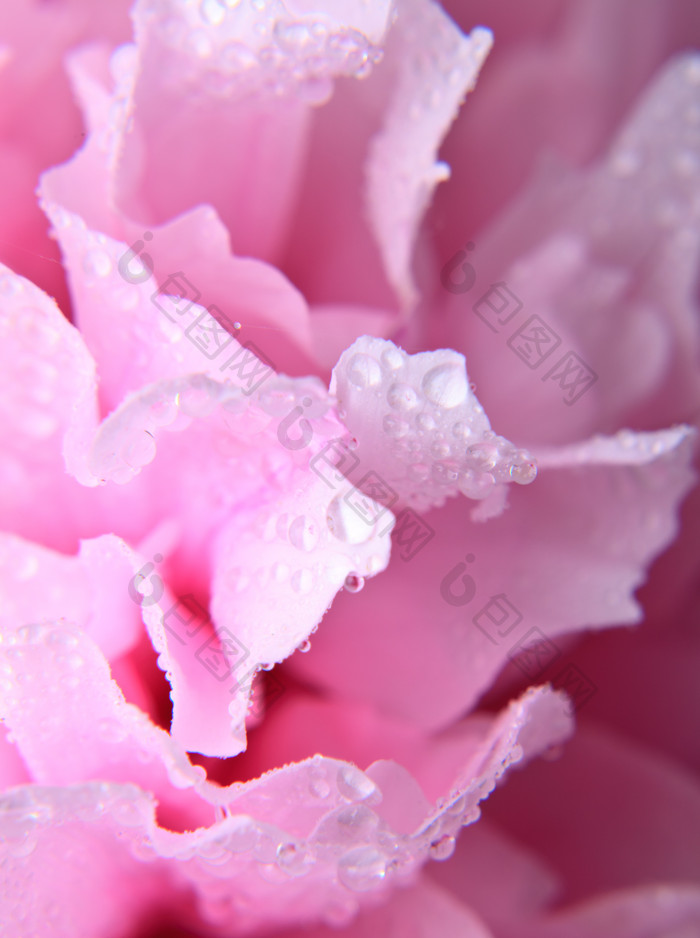 粉色花瓣上的水珠