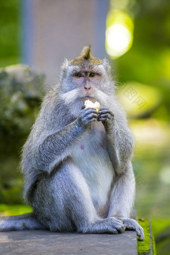 吃东西的猴子摄影图