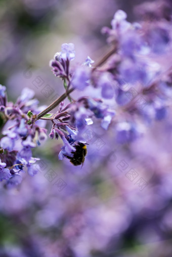 紫色调漂亮花朵摄影图