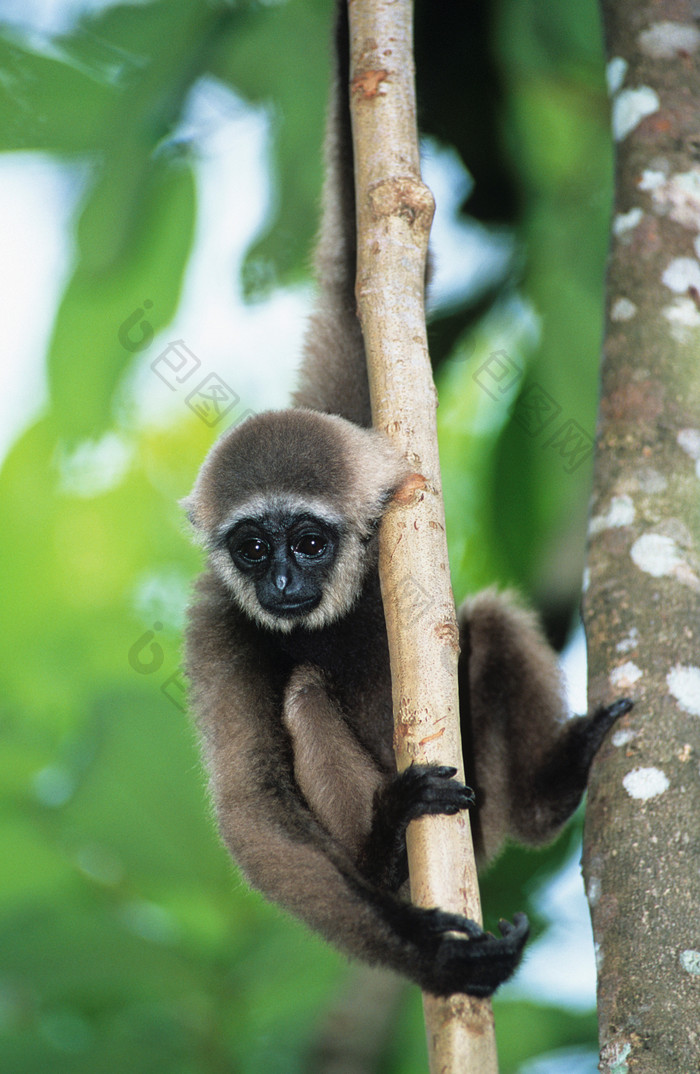爬树的小猴子摄影图