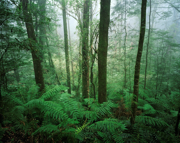 欧洲的热带雨林摄影图