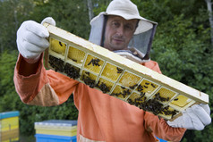 暗色调养蜂的人摄影图