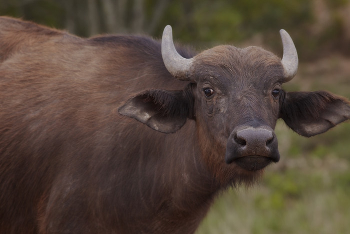暗色调草地中的大牛摄影图