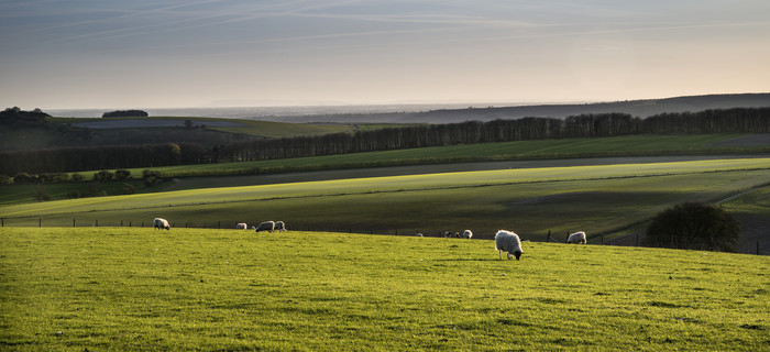 草原上放牧的羊群