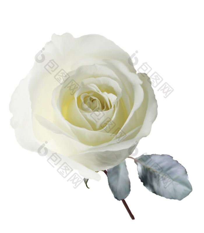 盛开的白色玫瑰花