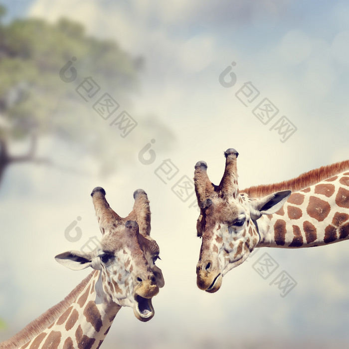 保护动物长颈鹿摄影图