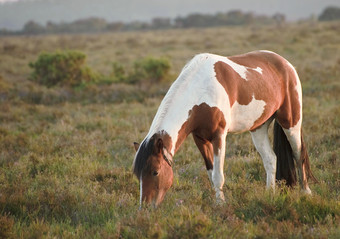 吃草的马匹摄影图