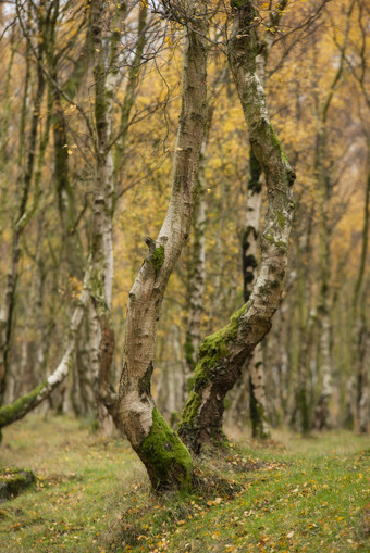 秋季树林中的老树