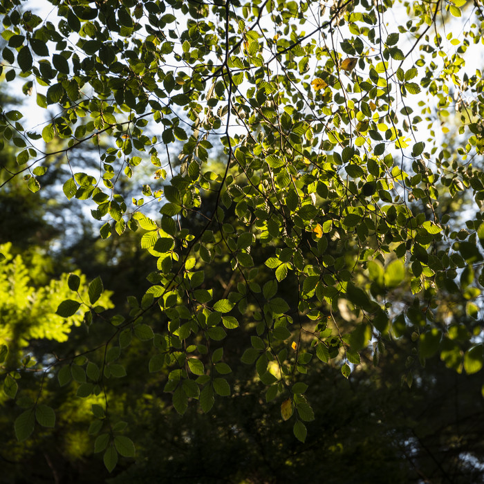 绿色树林树叶摄影图
